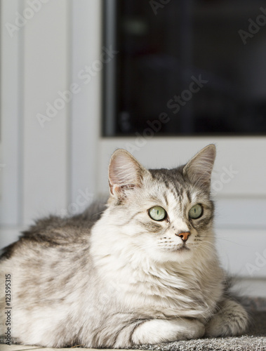 silver cat in the garden, siberian breed