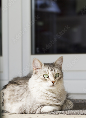 silver cat in the garden, siberian 