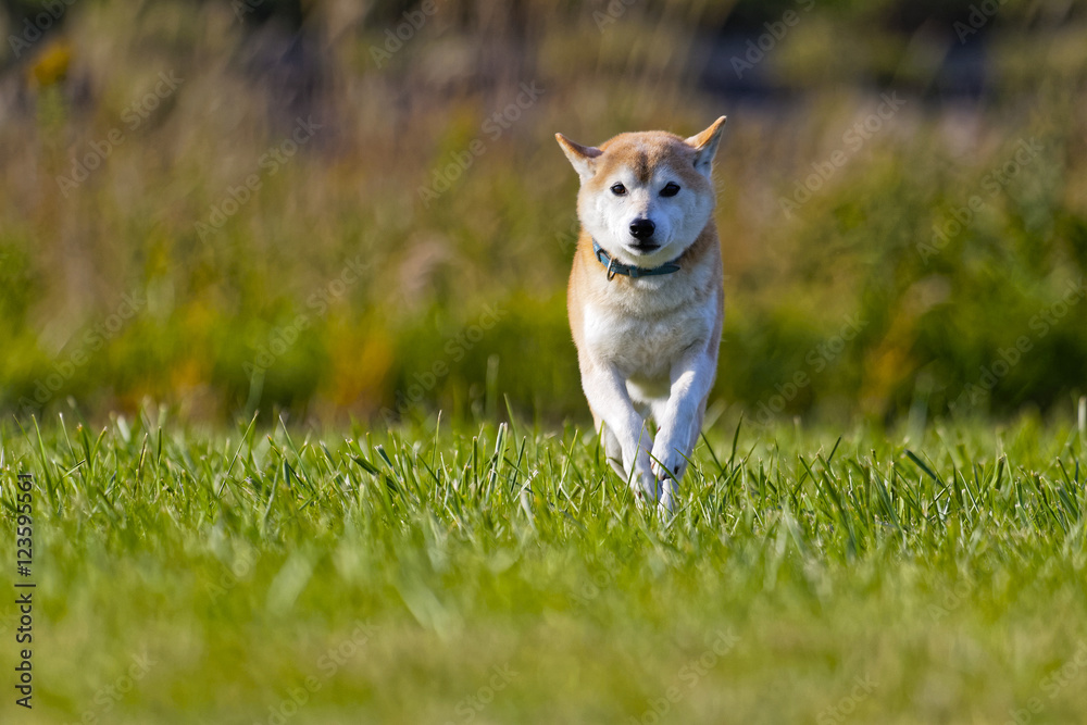 柴犬 柴犬