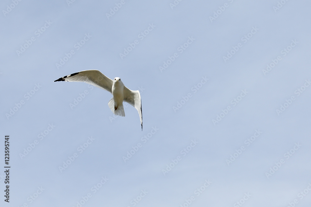 Seagull with black wingtips flying with a blue sky Seagull with black wingtips flying with a blue sky