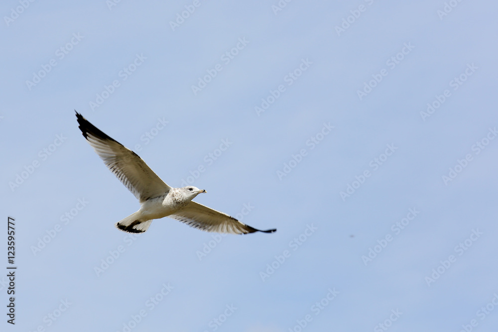 Fototapeta premium Ring-billed seagull with black wingtips flying with a blue sky