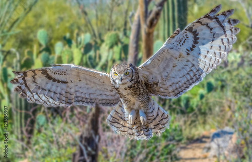 Great Horned owl with spread wings