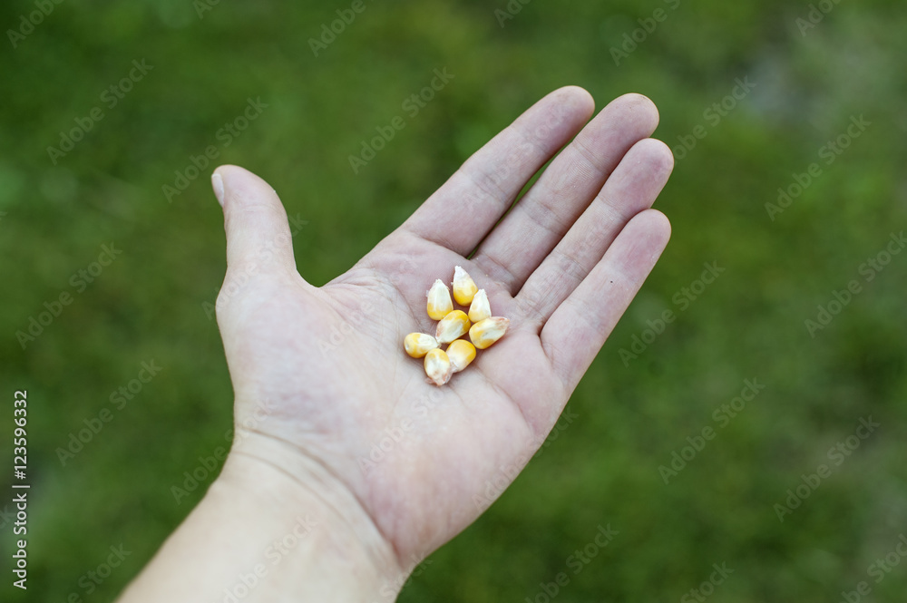 Grain of corn on hand Grain of corn on hand
