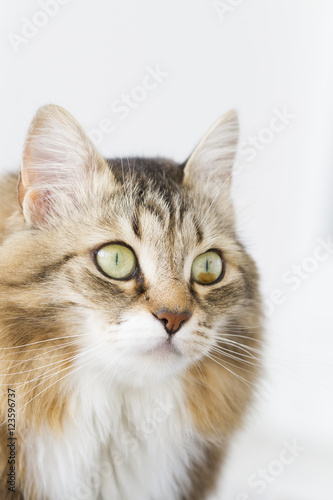 brown kitten with white siberian