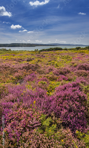 Purple and pink heather on Dorset heathland near Poole Harbour