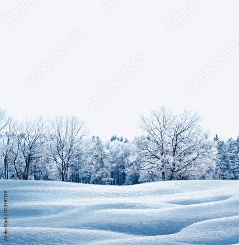  forest in the frost. Winter landscape. Snow covered trees. © alenalihacheva