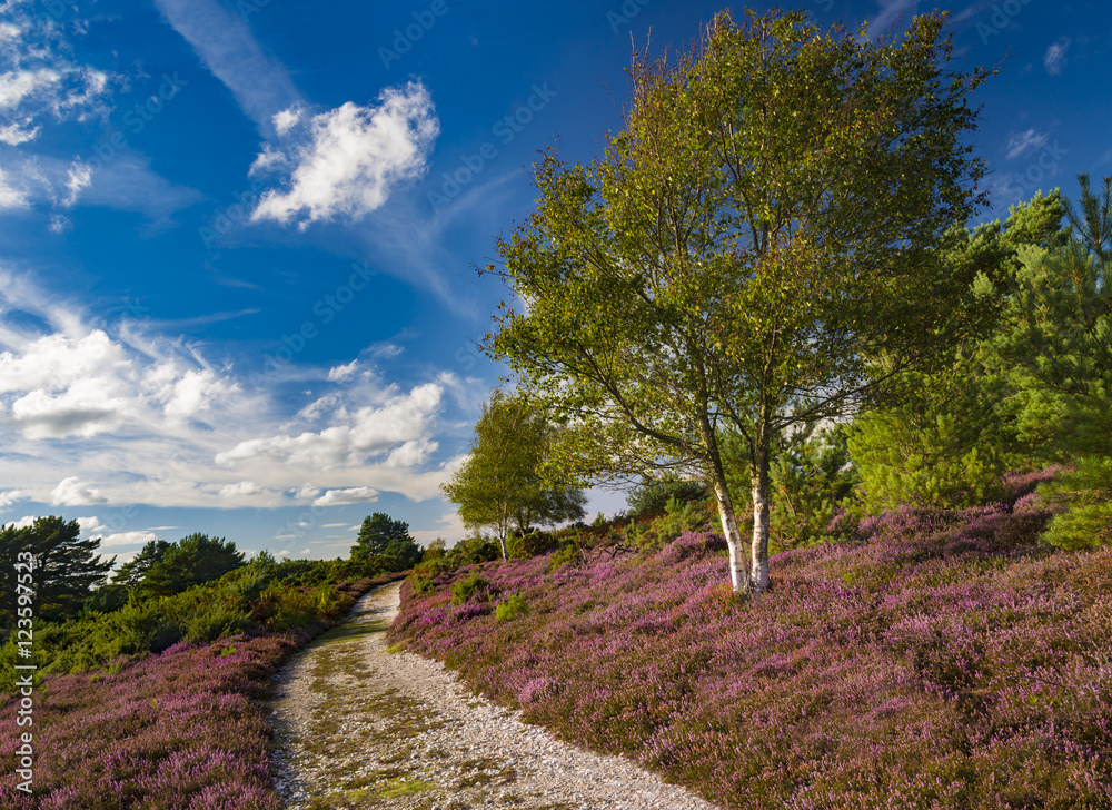 Arne Heathland, Dorset with path through heather and trees Arne Heathland, Dorset with path through heather and trees