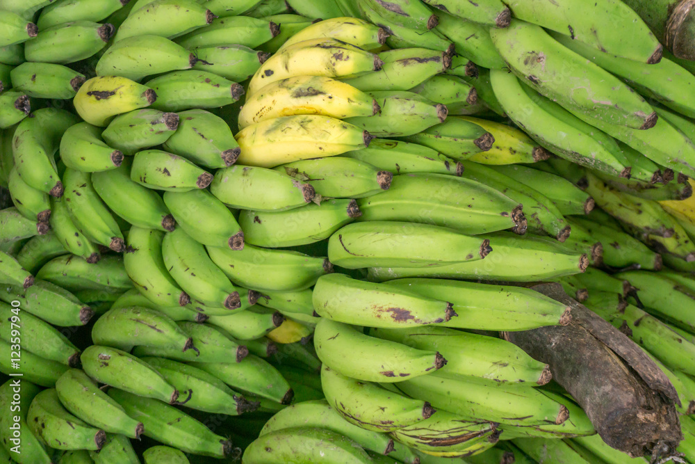 green banana group from organic farm in Nicaragua