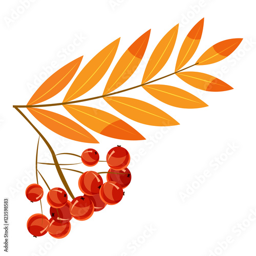 Rowanberry branch icon. Cartoon illustration of rowanberry branch vector icon for web