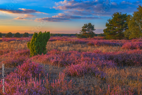 Nemitzer Heide 1 photo