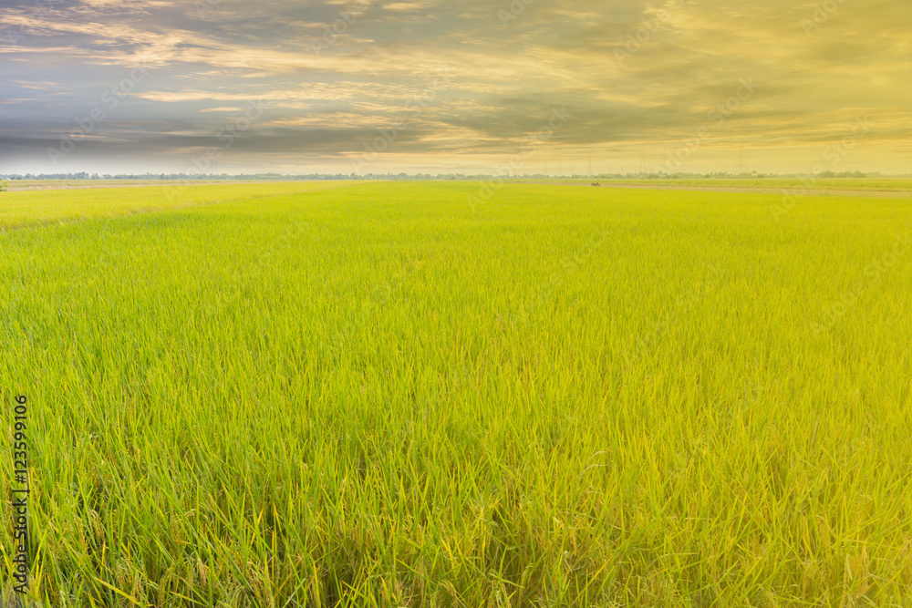 Green rice plant in thailand location is big food supply farm