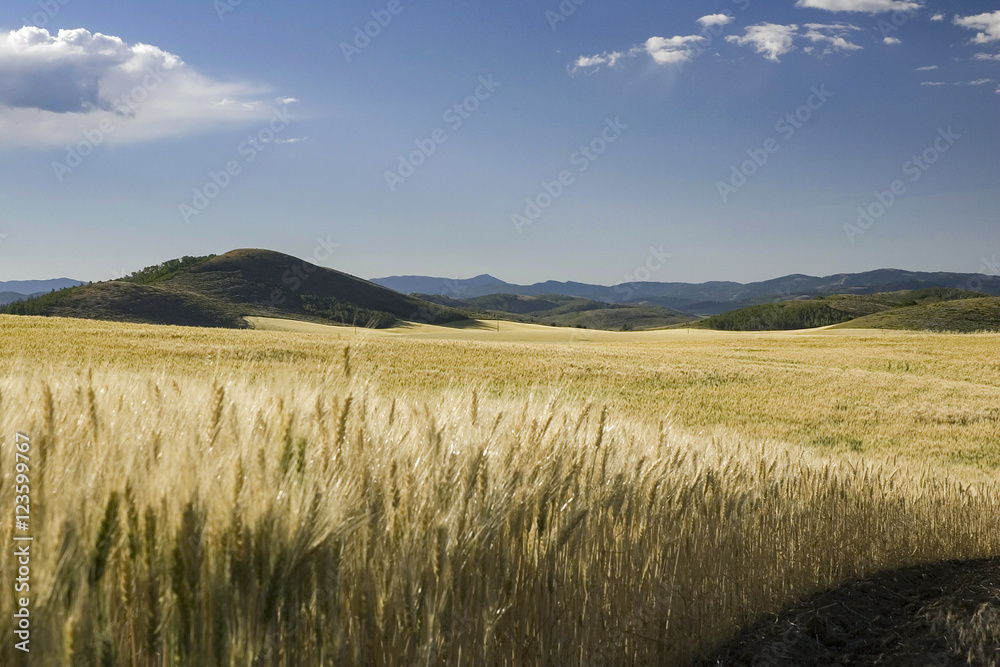 Obraz premium Ready for Harvest