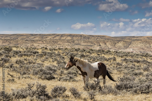 A wild horse from the McCullough Peaks Herd near Cody Wyoming. photo