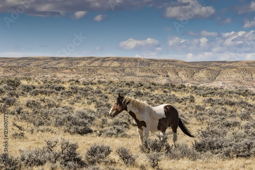 Tableau sur toile A wild horse from the McCullough Peaks Herd near Cody Wyoming.