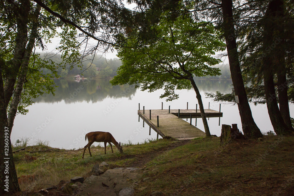 Obraz premium Whitetail Deer Grazing near Lake Pier
