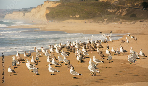 A Flock Of Seagulls on the beach