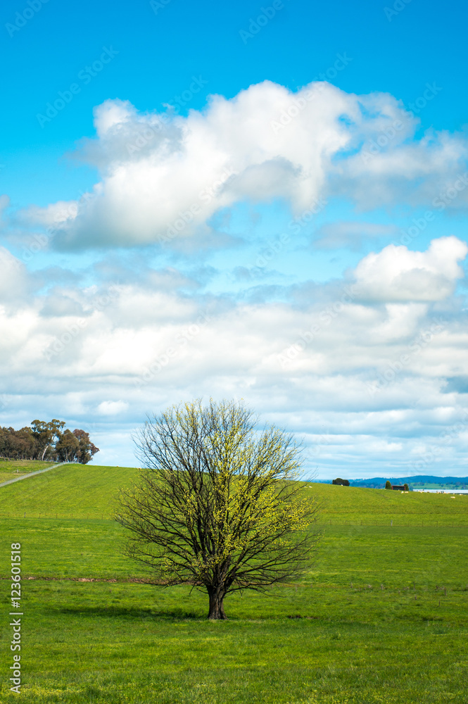 Australia countryside