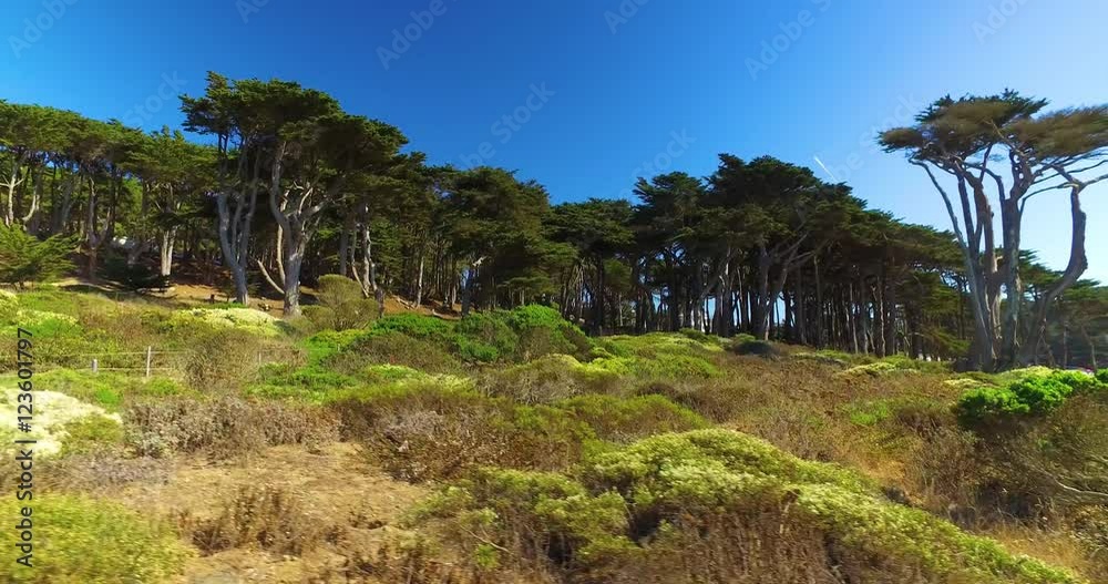A daytime establishing shot of the tree-lined Land's End Coastal Trail in San Francisco. A daytime establishing shot of the tree-lined Land's End Coastal Trail in San Francisco.