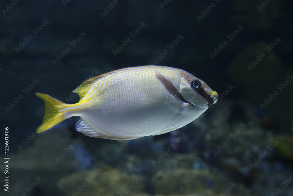 Fototapeta premium Fish