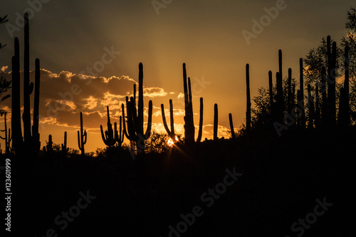 Saguaro Cacti are Silhouetted Against a Setting Sun creates a Classic Arizona Sunset