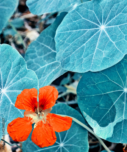 colorful bright nasturtium flowers on a background summer landsc