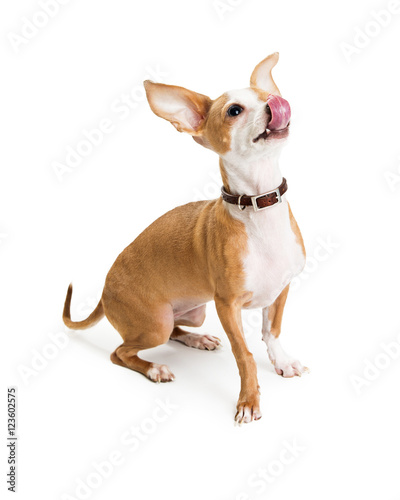 Chihuahua Dog Licking Nose Looking Up