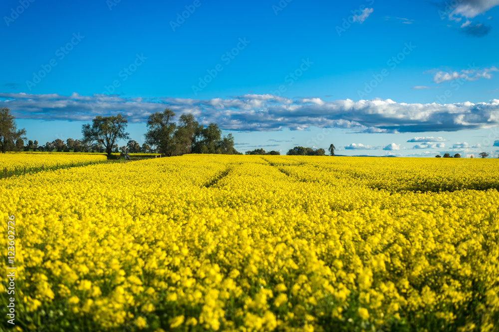 Canola field in Australia