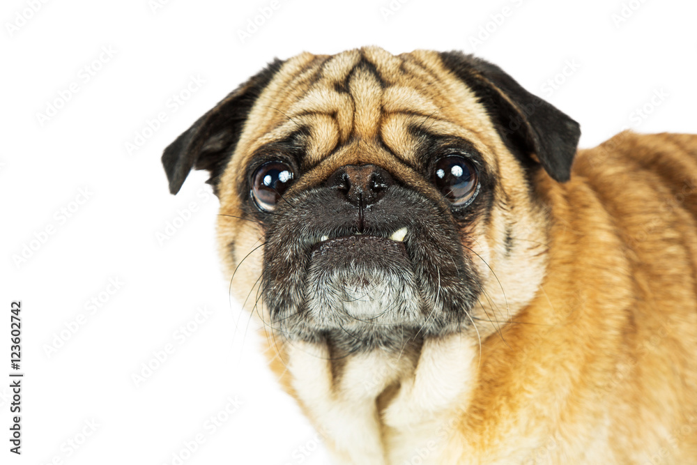 Portrait Pug Dog Big Eyes Teeth Out