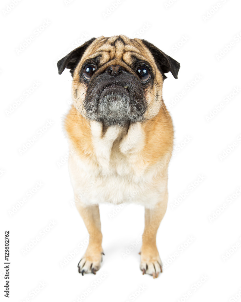 Pug Dog Attentive Expression Standing Looking Forward