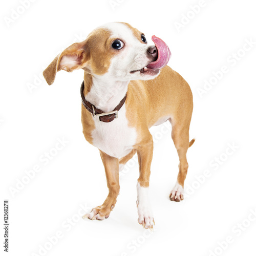 Fototapeta Naklejka Na Ścianę i Meble -  Funny Chihuahua Dog Big Tongue Out