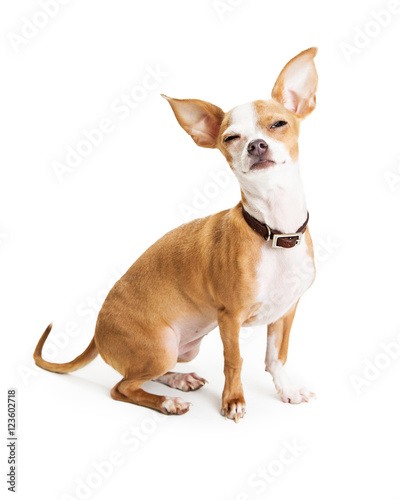 Funny Chihuahua Dog Squinting Eyes © adogslifephoto
