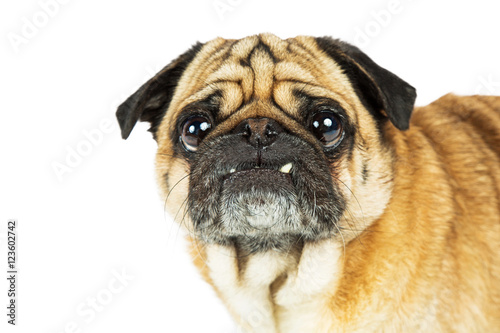 Portrait Pug Dog Big Eyes Teeth Out © adogslifephoto