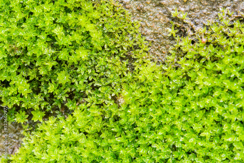 The moss on the walls drip with moisture for background, texture