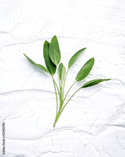 Closeup branch fresh sage leaves  on white wooden background . A