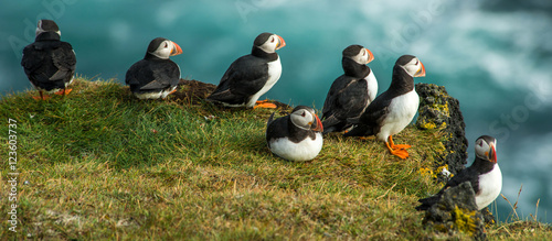 Puffin, Heimaey coast, South Iceland photo