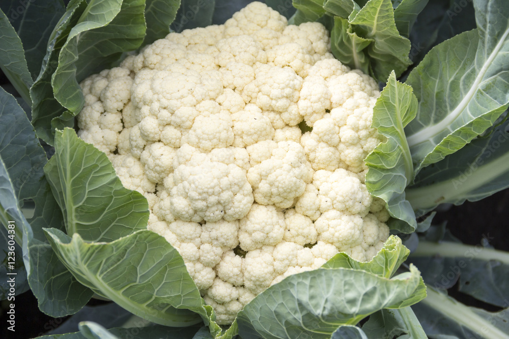 cauliflower