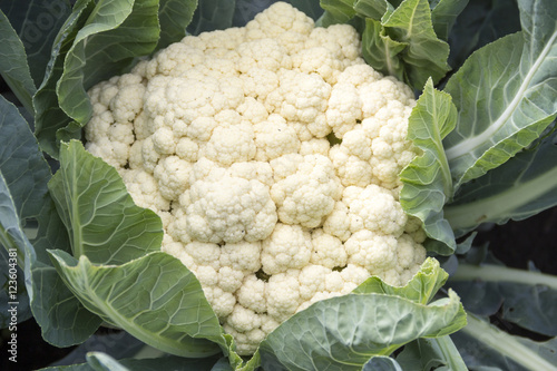 Obraz na płótnie cauliflower w salonie