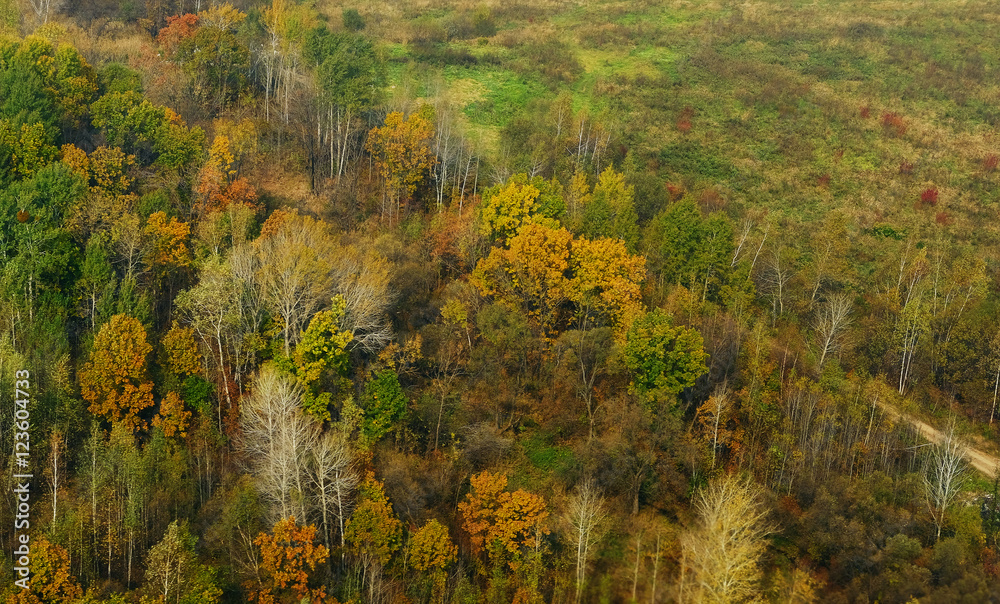 autumn forest ariel view