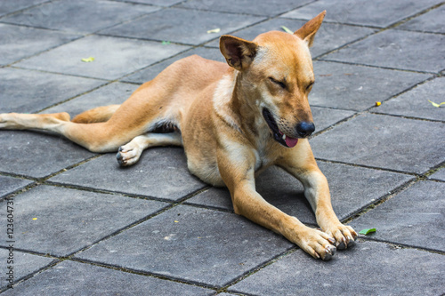 resting dog on cement floor