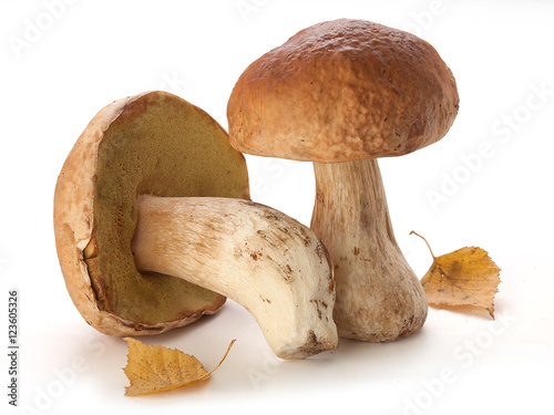 White mushrooms and yellow birch leaves