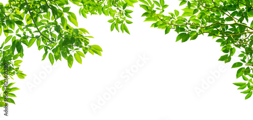panoramic Green leaves on white background
