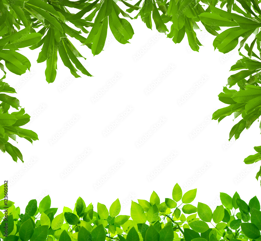 green leaves on white background green leaves on white background