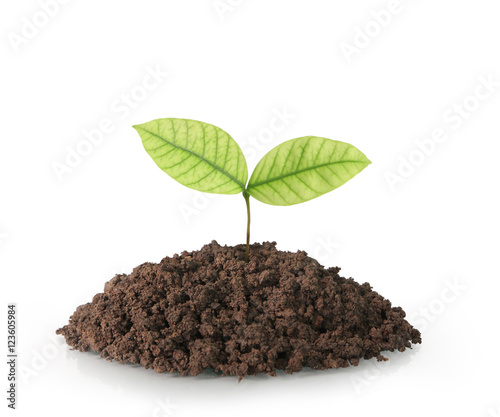 plant tree growing seedling on white