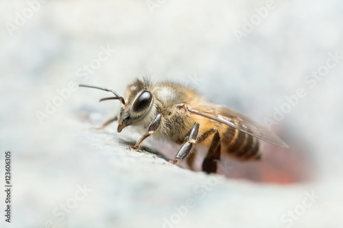  Honey Bee in Southeast Asia. 