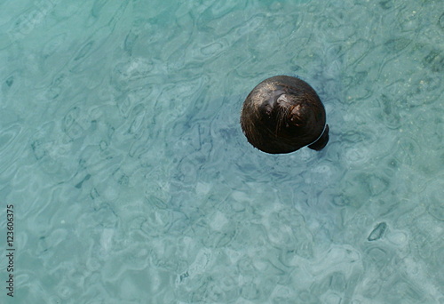sea dog hungry. seal hungry waiting for the remains of fish thrown by the fishermen in the port of Valdivia, Chile