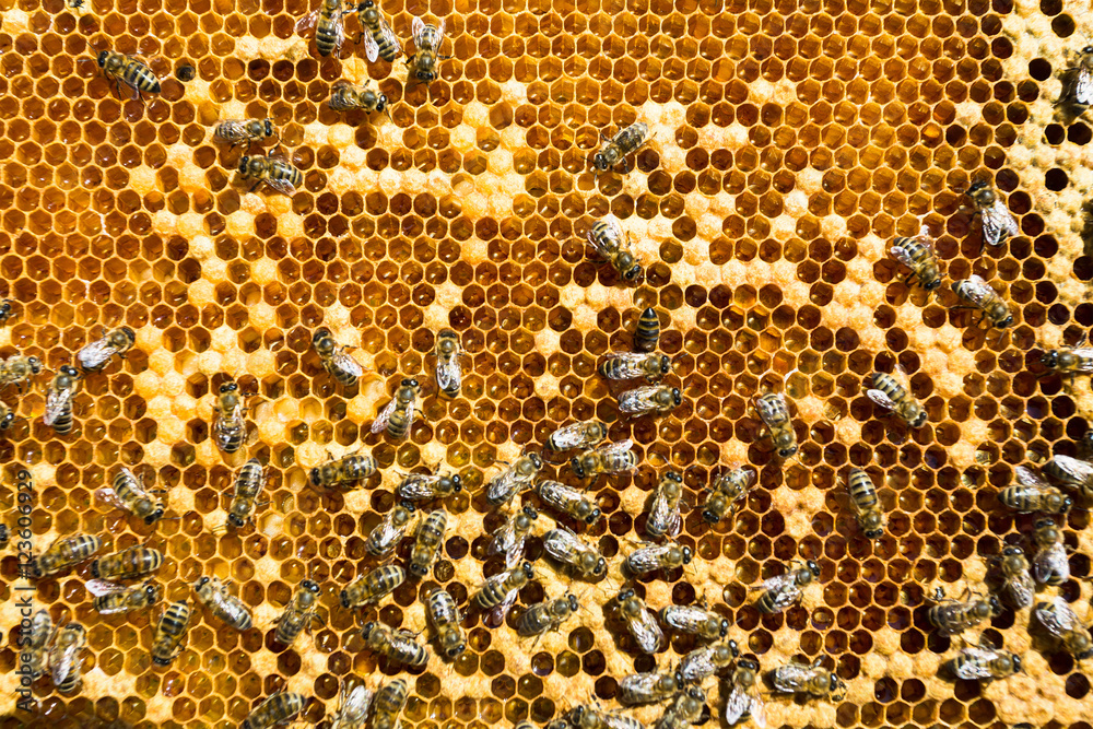 working bees on honey cells working bees on honey cells