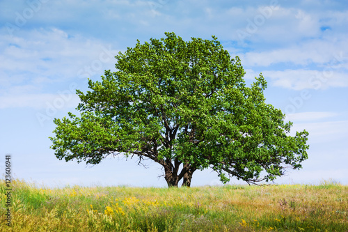 old lone oak tree