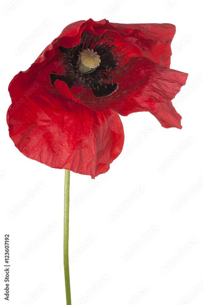 Naklejka premium poppy