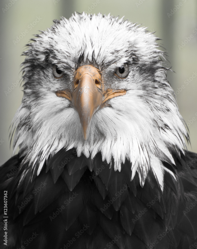 Obraz premium Weißkopfseeadler