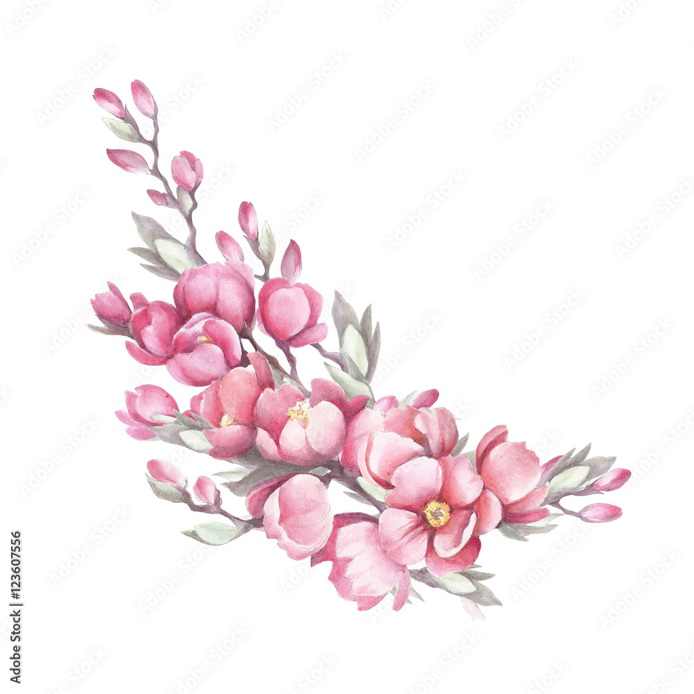 Branch of Japanese quince. Hand draw watercolor illustration.